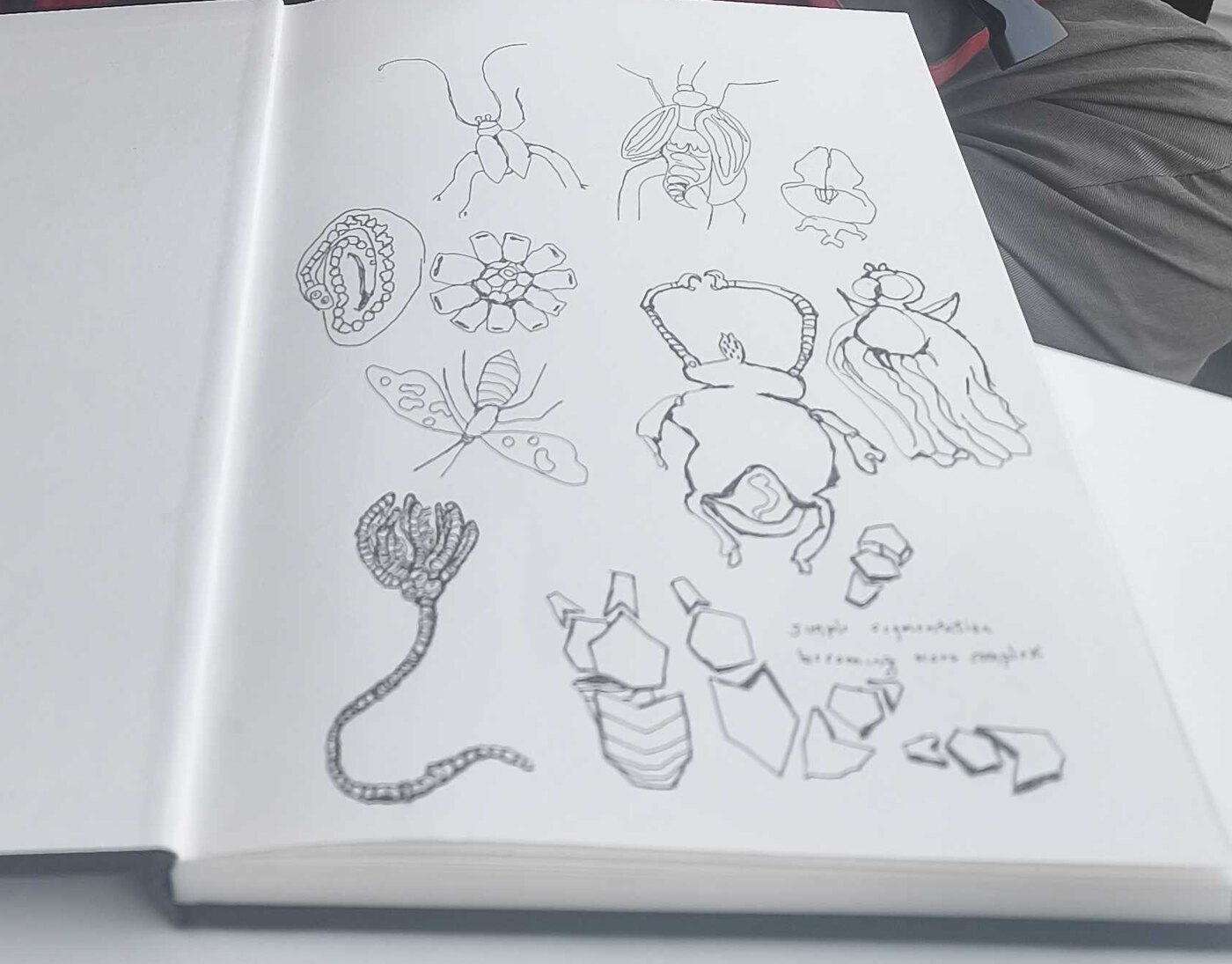 Sketchbook page of pen drawings of insects, flowers, and geometric forms